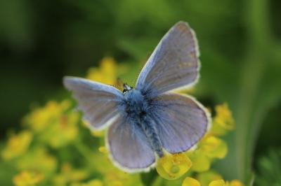 <i>Polyommatus icarus</i>