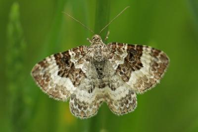 <i>Epirrhoe alternata</i>