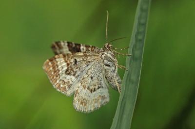 <i>Epirrhoe alternata</i>
