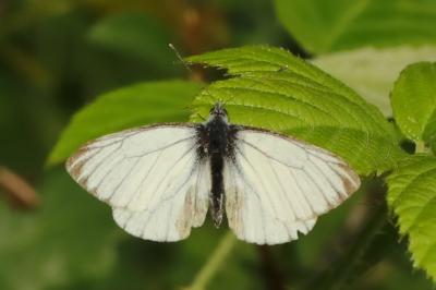 <i>Pieris napi</i>