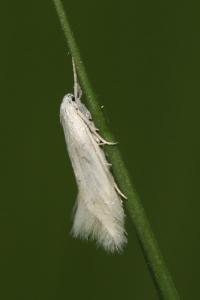 <i>Elachista argentella</i>