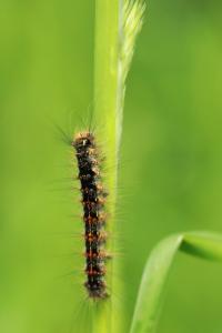 <i>Lymantria dispar</i>