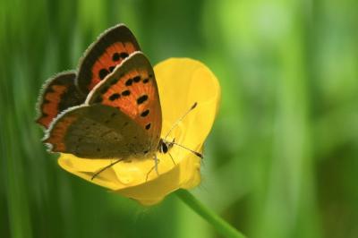 <i>Lycaena phlaeas</i>