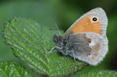 <i>Coenonympha pamphilus</i>