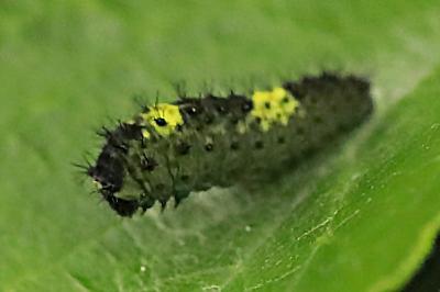 <i>Iphiclides podalirius</i>