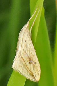 <i>Evergestis forficalis</i>