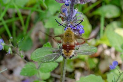 <i>Hemaris fuciformis</i>