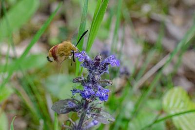 <i>Hemaris fuciformis</i>
