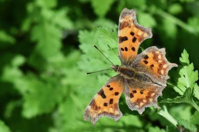 <i>Polygonia c-album</i>