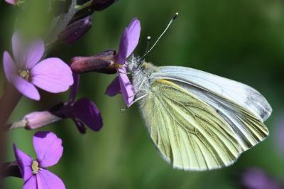 <i>Pieris napi</i>