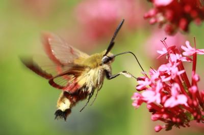 <i>Hemaris fuciformis</i>