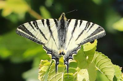 <i>Iphiclides podalirius</i>