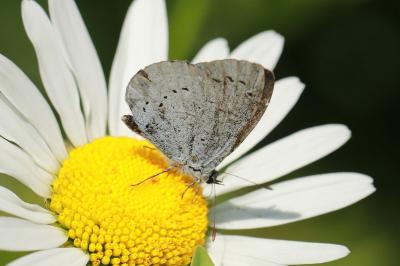 <i>Celastrina argiolus</i>