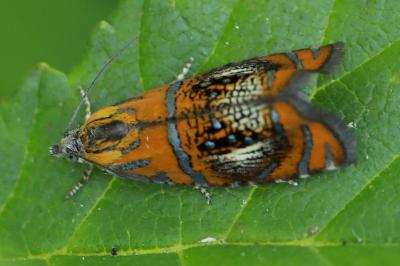 <i>Olethreutes arcuella</i>
