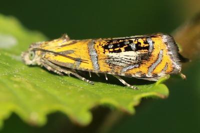 <i>Olethreutes arcuella</i>