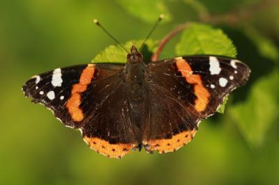 <i>Vanessa atalanta</i>