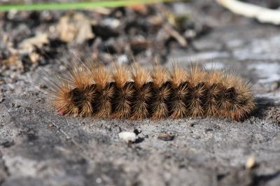 <i>Arctia villica</i>