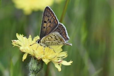 <i>Lycaena tityrus</i>