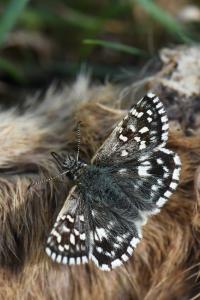 <i>Pyrgus malvae</i>