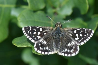 <i>Pyrgus malvae</i>