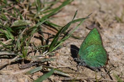 <i>Callophrys rubi</i>