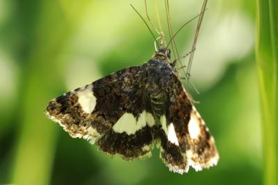 <i>Tyta luctuosa</i>