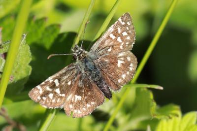 <i>Pyrgus malvae</i>