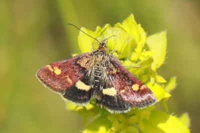 <i>Pyrausta aurata</i>