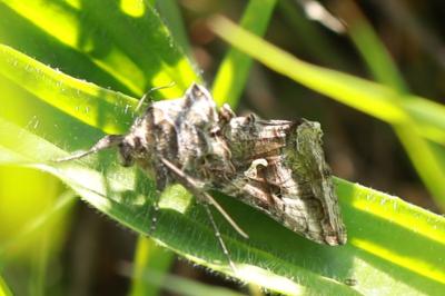<i>Autographa gamma</i>
