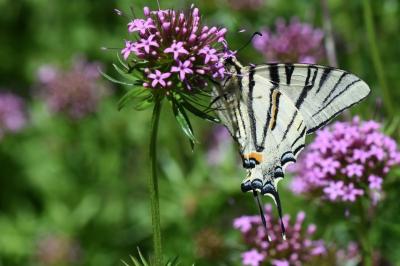 <i>Iphiclides podalirius</i>