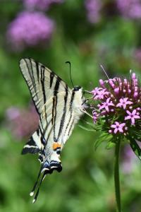<i>Iphiclides podalirius</i>