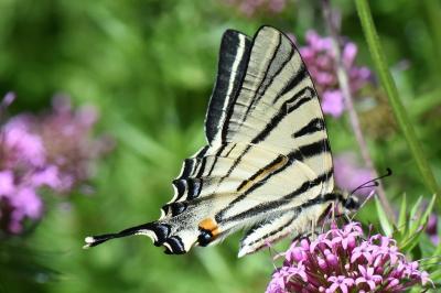 <i>Iphiclides podalirius</i>