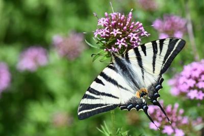 <i>Iphiclides podalirius</i>