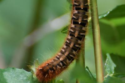 Bombyx du Chêne 