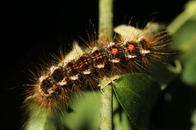 <i>Euproctis chrysorrhoea</i>