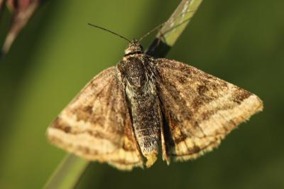 <i>Euclidia glyphica</i>