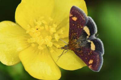 <i>Pyrausta aurata</i>
