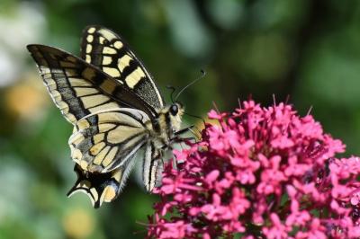 Machaon 