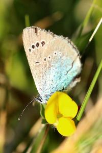 <i>Glaucopsyche alexis</i>