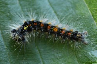 <i>Lymantria dispar</i>