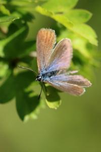 <i>Glaucopsyche alexis</i>
