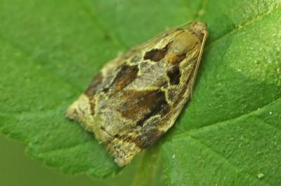 <i>Archips crataegana</i>