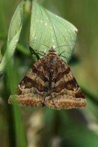 <i>Euclidia glyphica</i>