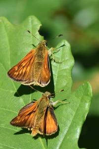 <i>Ochlodes sylvanus</i>