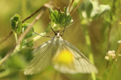 <i>Siona lineata</i>