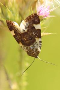 <i>Acontia lucida</i>