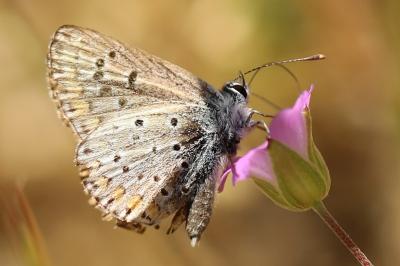 <i>Aricia agestis</i>