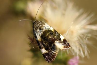 <i>Acontia lucida</i>