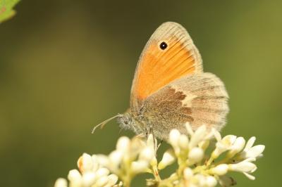 <i>Coenonympha pamphilus</i>