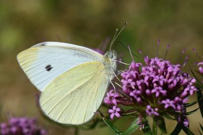 <i>Pieris rapae</i>